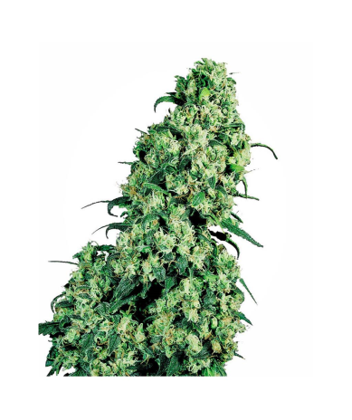 Semillas Skunk Nº1 Fem. feminizadas de Sensi Seed