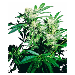 Semillas Skunk Kush Fem. feminizadas de Sensi Seed