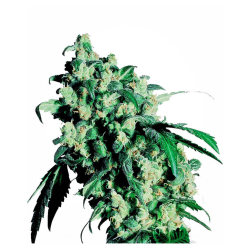 Semillas Super Skunk Fem. feminizadas de Sensi Seed