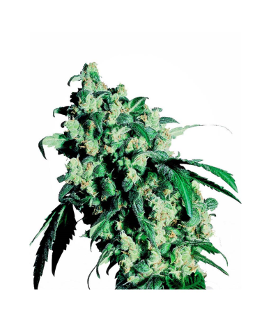 Semillas Super Skunk Fem. feminizadas de Sensi Seed