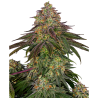 Semillas Sweet Cherry Kush feminizadas de Sensi Seed