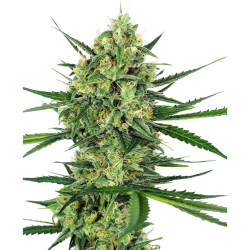 Semillas Tangerine Sugar feminizadas de Sensi Seed
