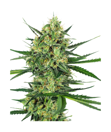 Semillas Tangerine Sugar feminizadas de Sensi Seed