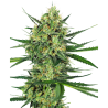 Semillas Tangerine Sugar feminizadas de Sensi Seed