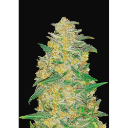 Semillas AK Auto autoflorecientes de FastBuds Seeds