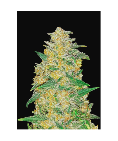 Semillas AK Auto autoflorecientes de FastBuds Seeds