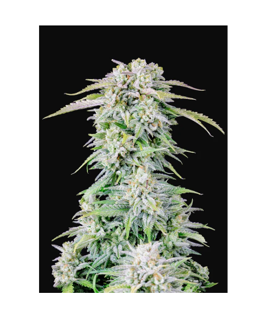 Semillas Afghan Kush Auto autoflorecientes de FastBuds Seeds