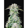Semillas Afghan Kush Auto autoflorecientes de FastBuds Seeds