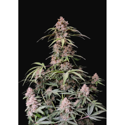 Semillas Amnesia Zkittlez Auto autoflorecientes de FastBuds Seeds