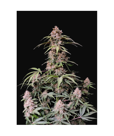 Semillas Amnesia Zkittlez Auto autoflorecientes de FastBuds Seeds
