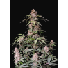 Semillas Amnesia Zkittlez Auto autoflorecientes de FastBuds Seeds