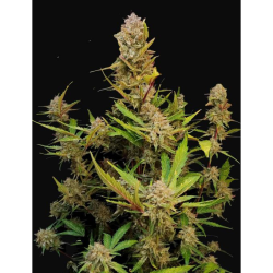 Semillas Apricot Auto autoflorecientes de FastBuds Seeds