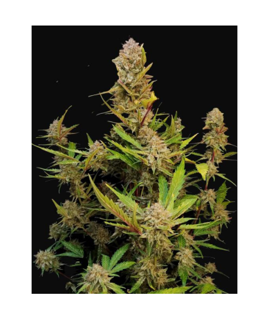 Semillas Apricot Auto autoflorecientes de FastBuds Seeds