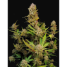Semillas Apricot Auto autoflorecientes de FastBuds Seeds