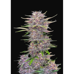 Semillas Banana Purple Punch Auto autoflorecientes de FastBuds Seeds