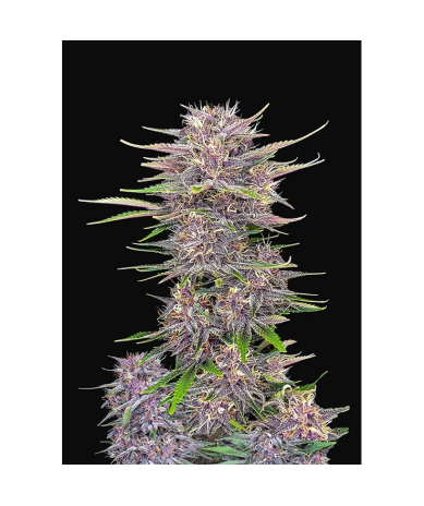 Semillas Banana Purple Punch Auto autoflorecientes de FastBuds Seeds