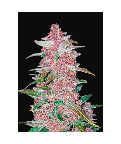Semillas Blackberry Auto autoflorecientes de FastBuds Seeds