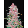 Semillas Blackberry Auto autoflorecientes de FastBuds Seeds
