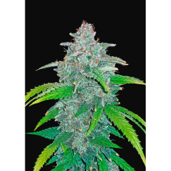 Semillas Blue Dream Matic Auto autoflorecientes de FastBuds Seeds