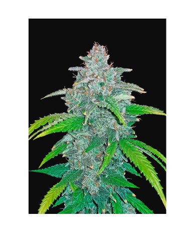 Semillas Blue Dream Matic Auto autoflorecientes de FastBuds Seeds