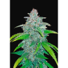 Semillas Blue Dream Matic Auto autoflorecientes de FastBuds Seeds