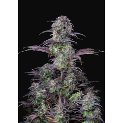 Semillas Blueberry Auto autoflorecientes de FastBuds Seeds