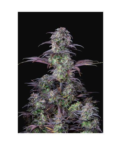 Semillas Blueberry Auto autoflorecientes de FastBuds Seeds