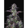 Semillas Blueberry Auto autoflorecientes de FastBuds Seeds