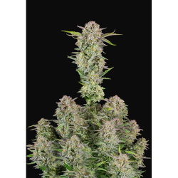 Semillas Bruce Banner Auto autoflorecientes de FastBuds Seeds