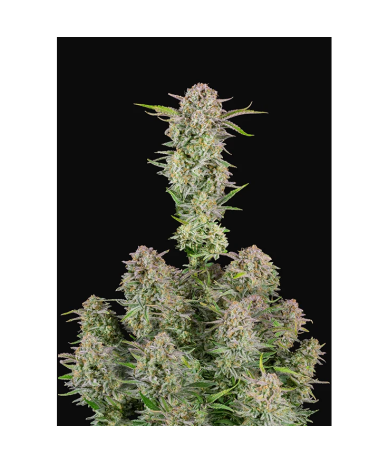 Semillas Bruce Banner Auto autoflorecientes de FastBuds Seeds