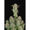 Semillas Bruce Banner Auto autoflorecientes de FastBuds Seeds
