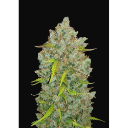 Semillas Bubblegum Auto autoflorecientes de FastBuds Seeds