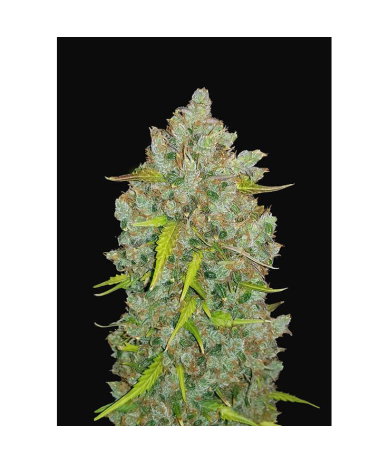Semillas Bubblegum Auto autoflorecientes de FastBuds Seeds