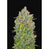 Semillas Bubblegum Auto autoflorecientes de FastBuds Seeds