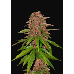 Semillas C4 Auto autoflorecientes de FastBuds Seeds
