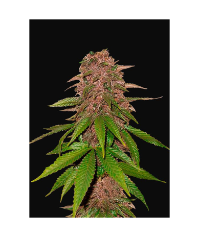 Semillas C4 Auto autoflorecientes de FastBuds Seeds