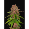 Semillas C4 Auto autoflorecientes de FastBuds Seeds