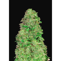 Semillas CBD 20:1 Auto autoflorecientes de FastBuds Seeds