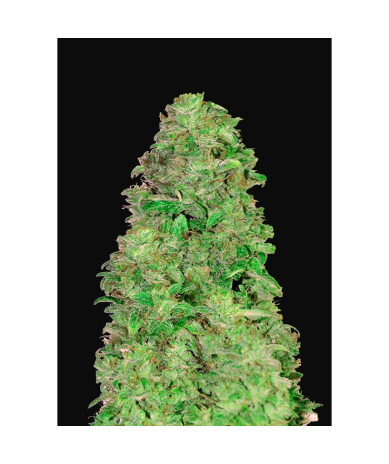 Semillas CBD 20:1 Auto autoflorecientes de FastBuds Seeds