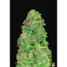 Semillas CBD 20:1 Auto autoflorecientes de FastBuds Seeds