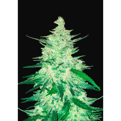 Semillas CBD Crack Auto autoflorecientes de FastBuds Seeds