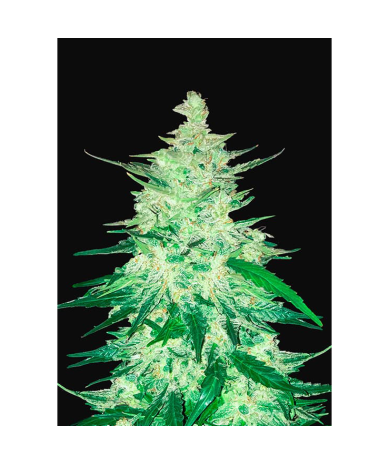 Semillas CBD Crack Auto autoflorecientes de FastBuds Seeds