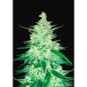 Semillas CBD Crack Auto autoflorecientes de FastBuds Seeds