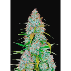 Semillas Californian Snow Auto autoflorecientes de FastBuds Seeds