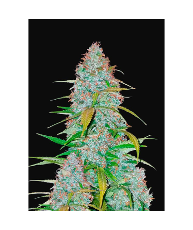 Semillas Californian Snow Auto autoflorecientes de FastBuds Seeds