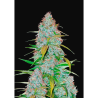 Semillas Californian Snow Auto autoflorecientes de FastBuds Seeds
