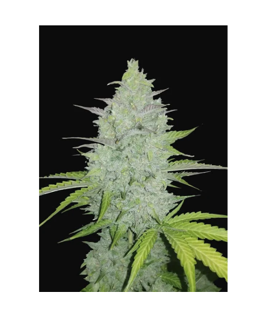 Semillas Chemdawg Auto autoflorecientes de FastBuds Seeds