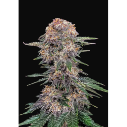 Semillas Chery Cola Auto autoflorecientes de FastBuds Seeds