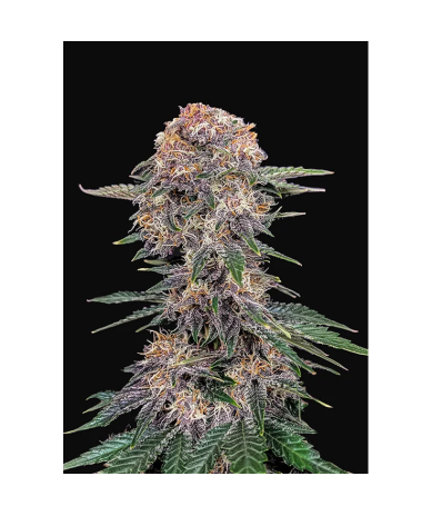 Semillas Chery Cola Auto autoflorecientes de FastBuds Seeds