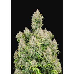 Semillas Cinderella Auto autoflorecientes de FastBuds Seeds